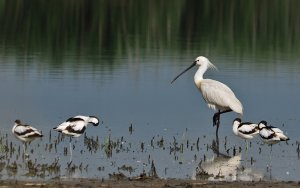 Eurasian Spoonbill and Pied Avocets