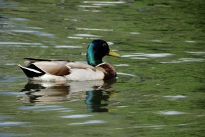 Mallard