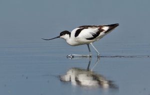 Pied Avocet