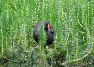 moorhen