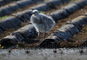 lesser black backed gull chick