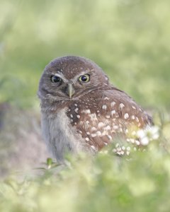 Burrowing Owlet with "brown eye" morph