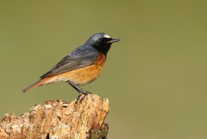 Common Redstart