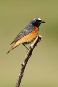 Common Redstart