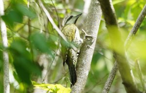 cuban green woodpecker