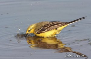 yellow wagtail