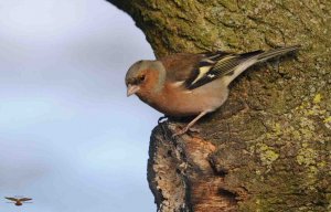 Chaffinch