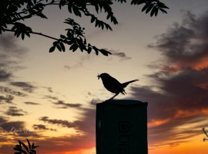 Robin late evening