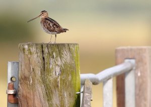 Common Snipe