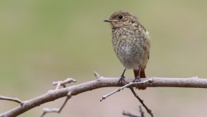 juvenile common redstart