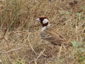 Chestnut-headed Sparrow-lark