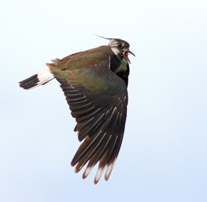 Northern lapwing