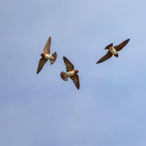 Cliff Swallows