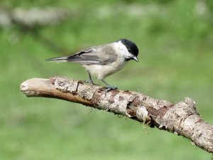 Marsh Tit RSPB Dinas