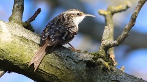 short-toed treecreeper