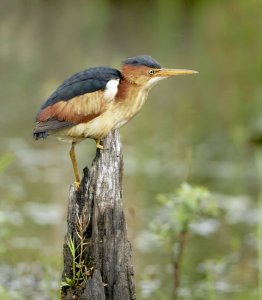 Least bittern