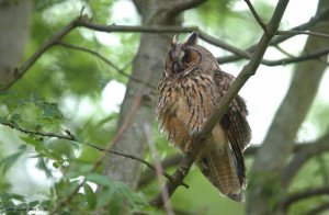 Long eared Owl.