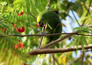 Yellow - crowned Parrot