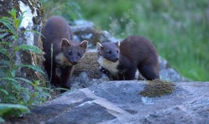 Pine Martens.