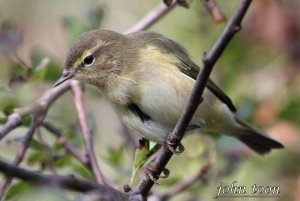 chiffchaff