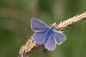 Common Blue, male Butterfly.