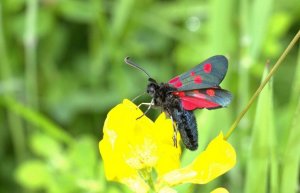 Five-spot Burnet Moth.