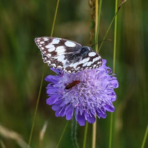 Marbled White with passenger