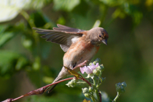 Linnet