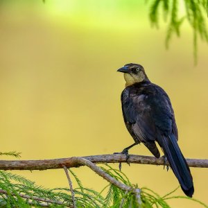 Great-tailed Grackle (female)