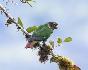 Brown-breasted Parakeet