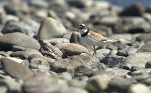 Little Ringed Plover.