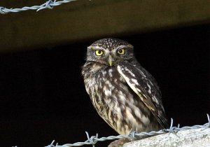 Little Owl