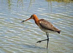 black-tailed godwit (limosa limosa)