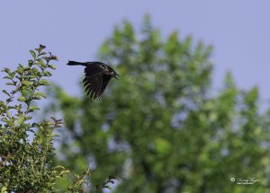 Grackle