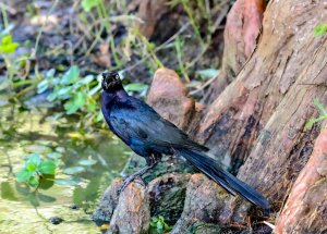 Great-tailed Grackle (male)