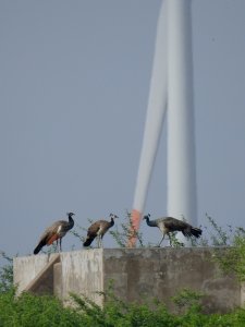 Peafowls