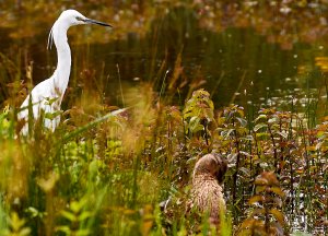 Little Egret