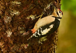 Great Spotted Woodpecker Juvenile.