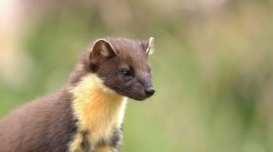 Pine Marten portrait.