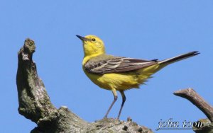 yellow wagtail