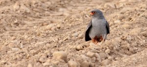 male red-footed falcon