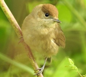 Female Blackcap