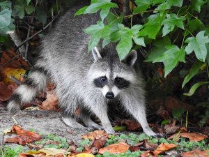 Tiger Tail, American Raccoon