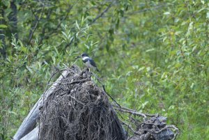 Belted Kingfisher