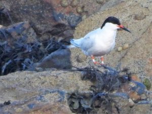 Roseate Tern