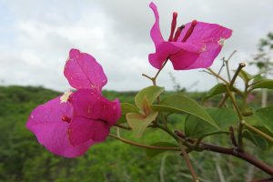 Flowers blooming