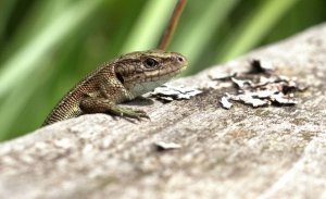 Common Lizard.