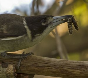 Grey butcherbird with a succulent meal