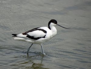 Pied Avocet