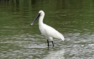 Common Spoonbill